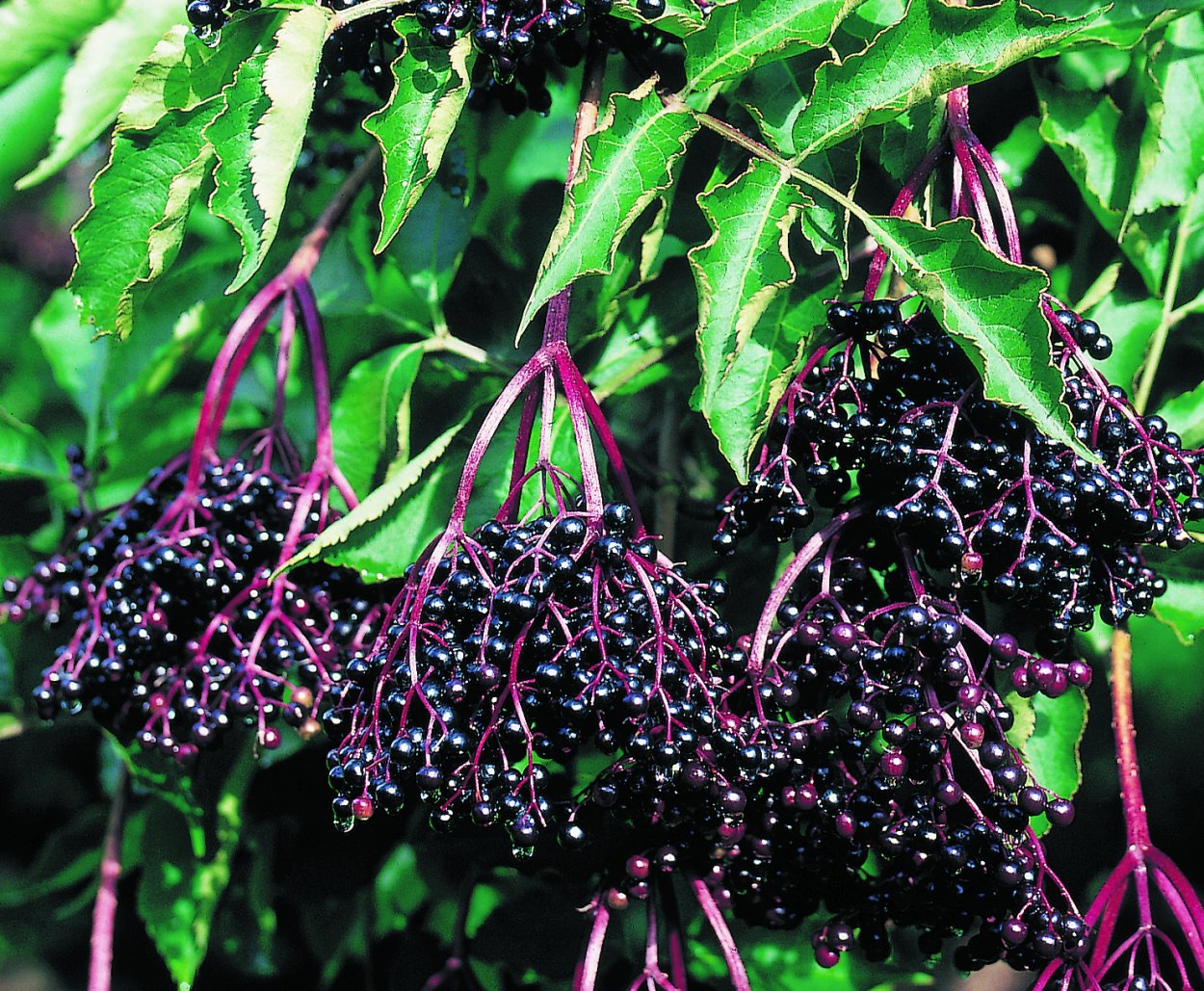 Бузина (черная, травянистая, красная)