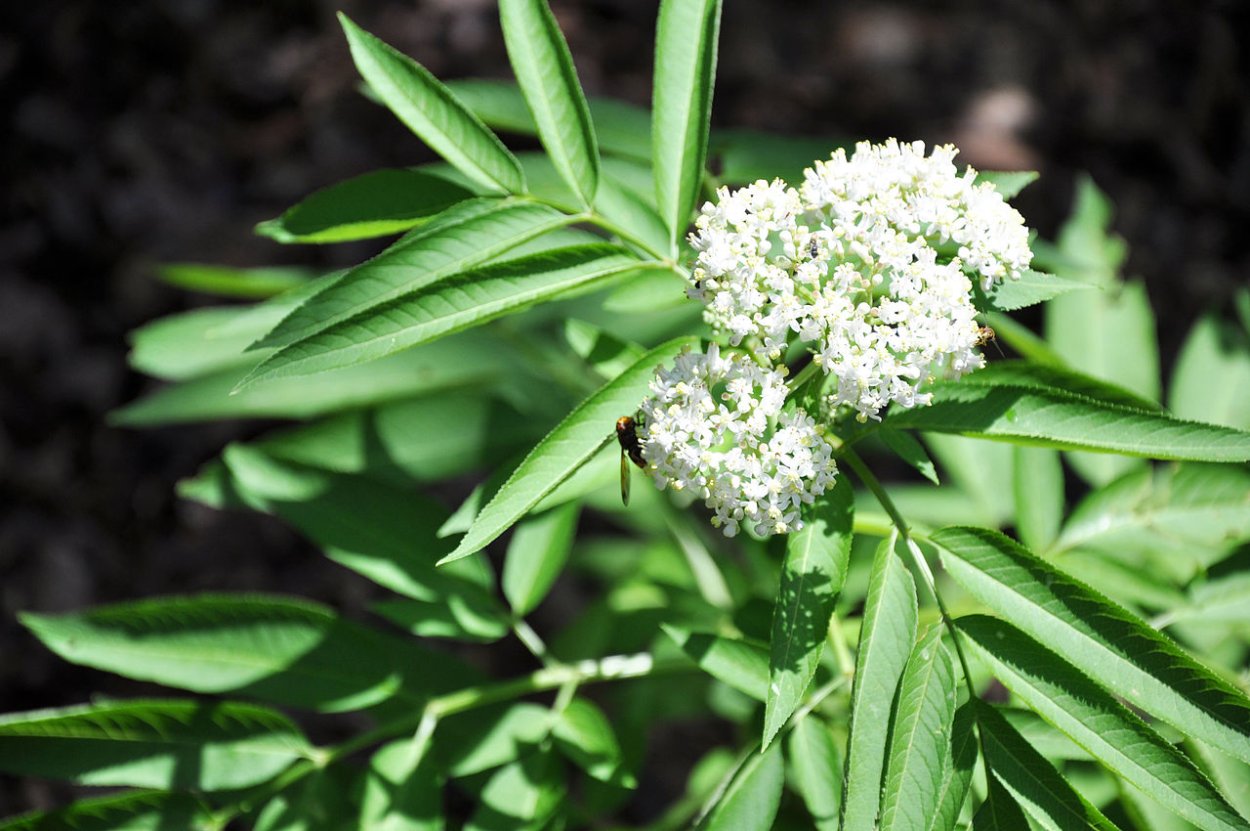 Бузина черная Ботанический рисунок