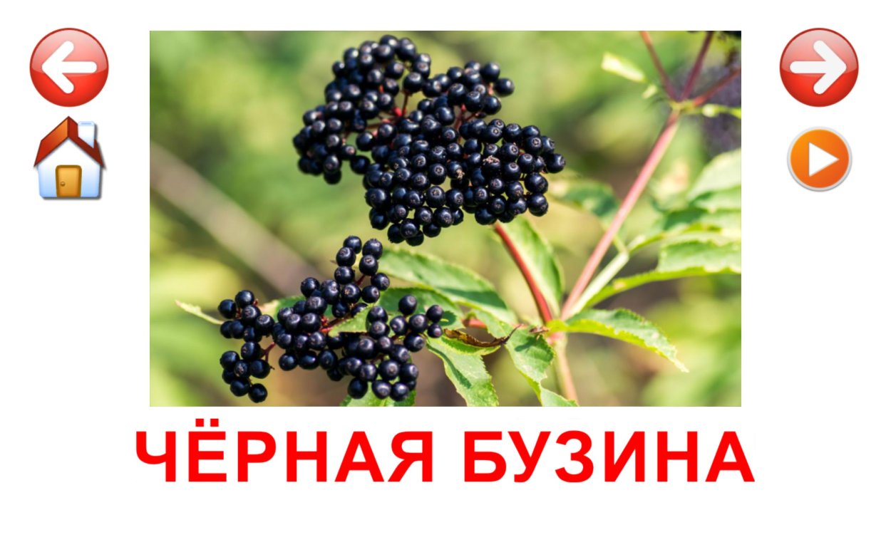 Черная Бузина для детей