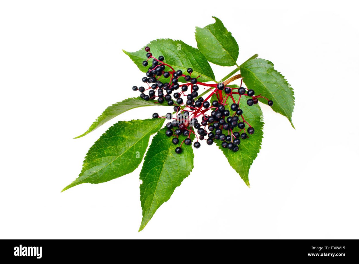 Ягоды бузины на белом фоне