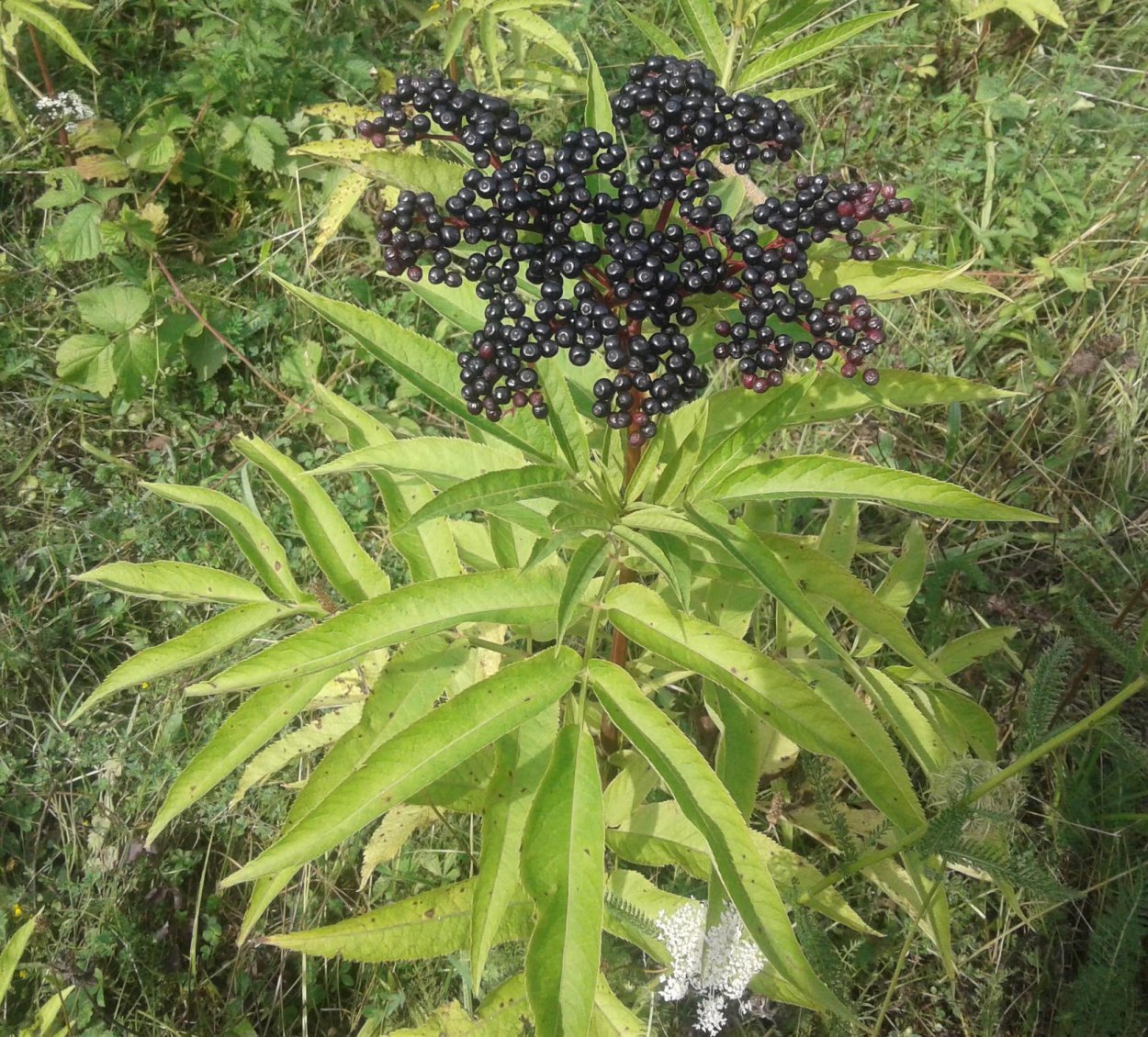 Стебли бузины черной