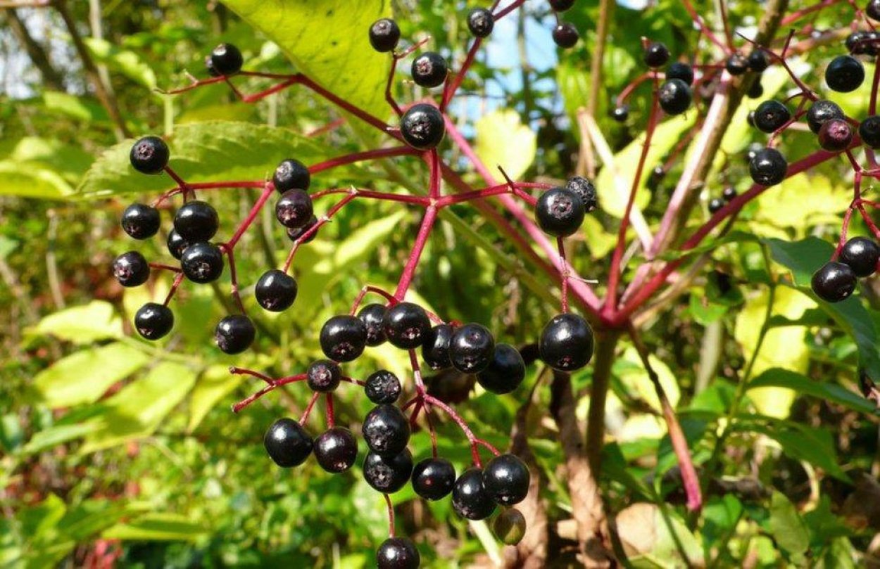 Бузина черная травянистая