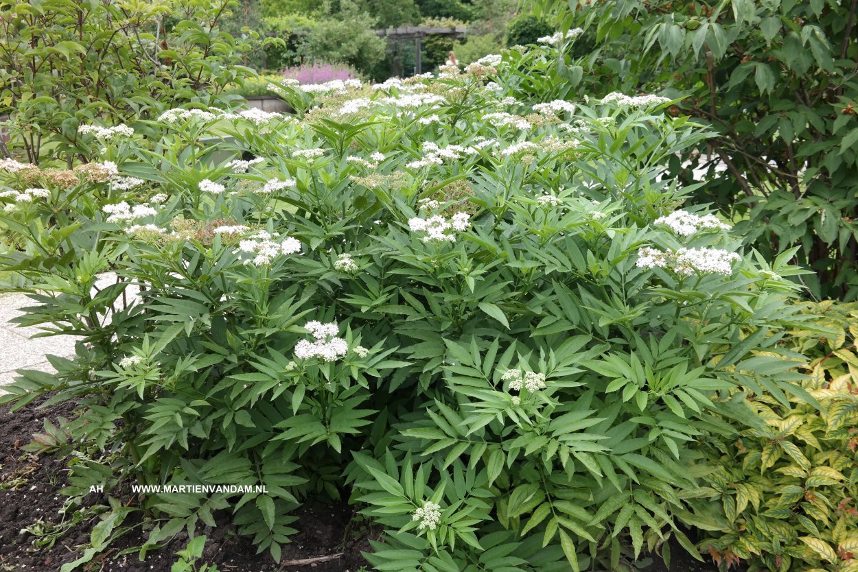 Бузина растение рисунок