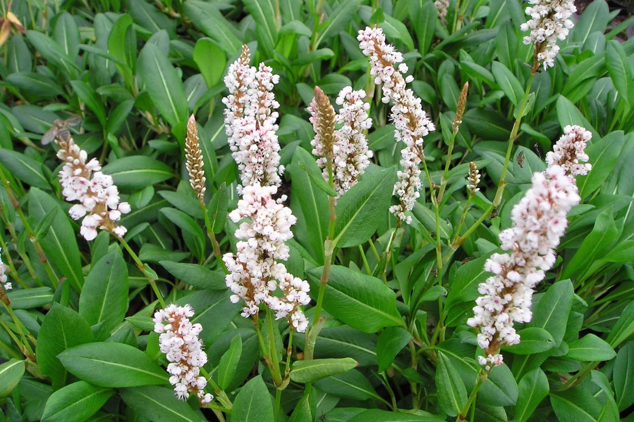 Горец родственный (Polygonum affine &#96;Daijeerling Red&#96;)