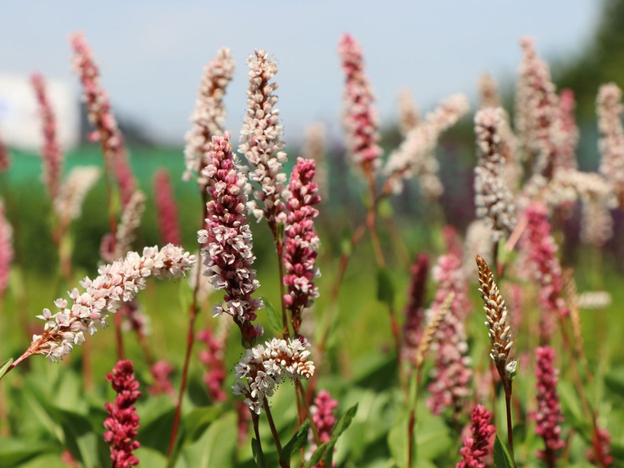 Горец родственный Дарджилин ред