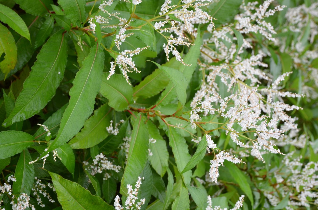 Горец изменчивый (Polygonum polymorpha)