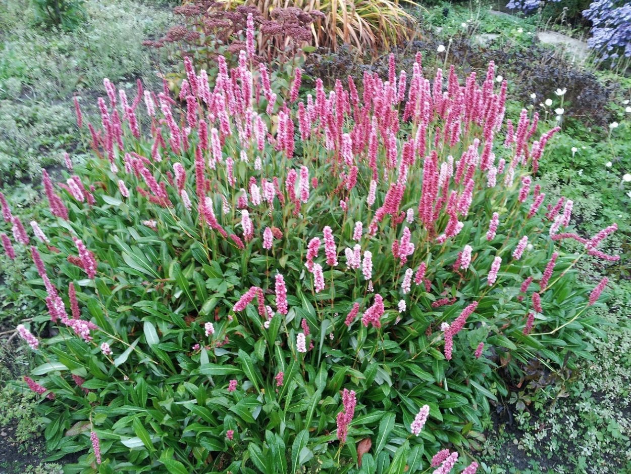 Персикария (Persicaria)