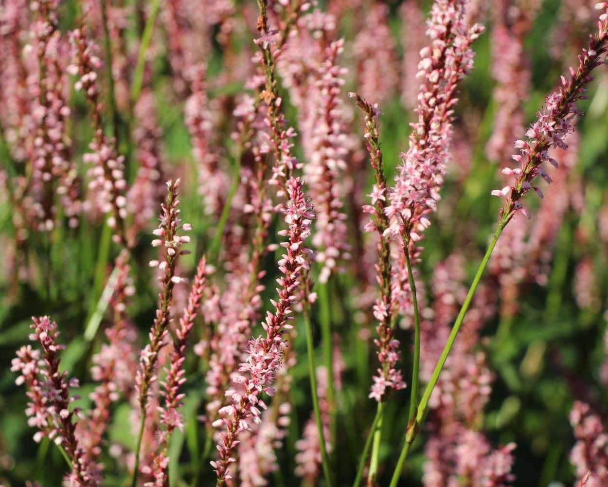 Горец свечевидный Альба