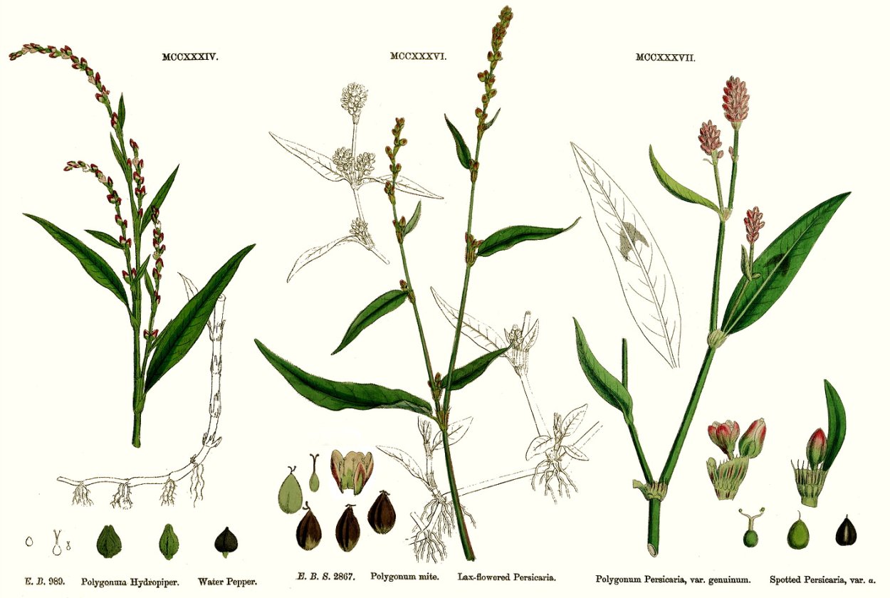 Трава семейства гречишного