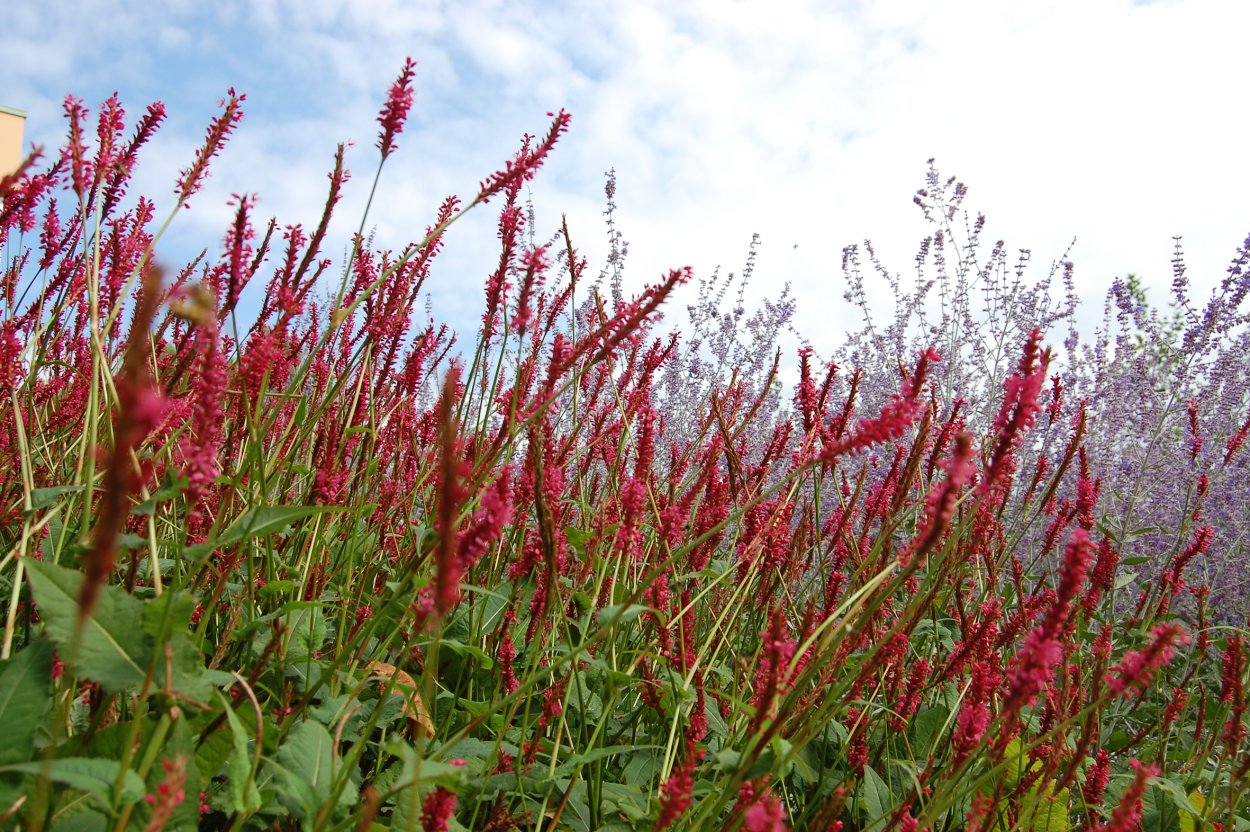 Горец стеблеобъемлющий (Persicaria amplexicaulis)