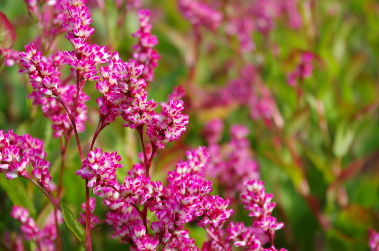 Горец красильный (Polygonum tinctorium)