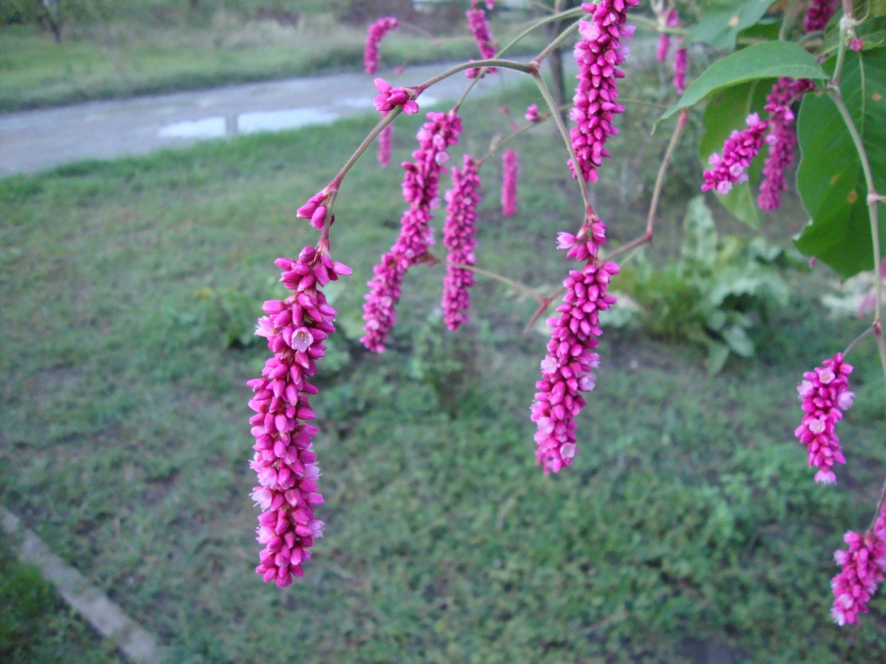 Горец Восточный — Polygonum orientale