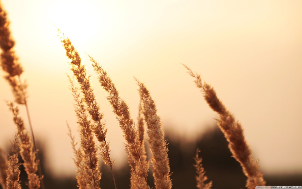 Сухая трава колоски