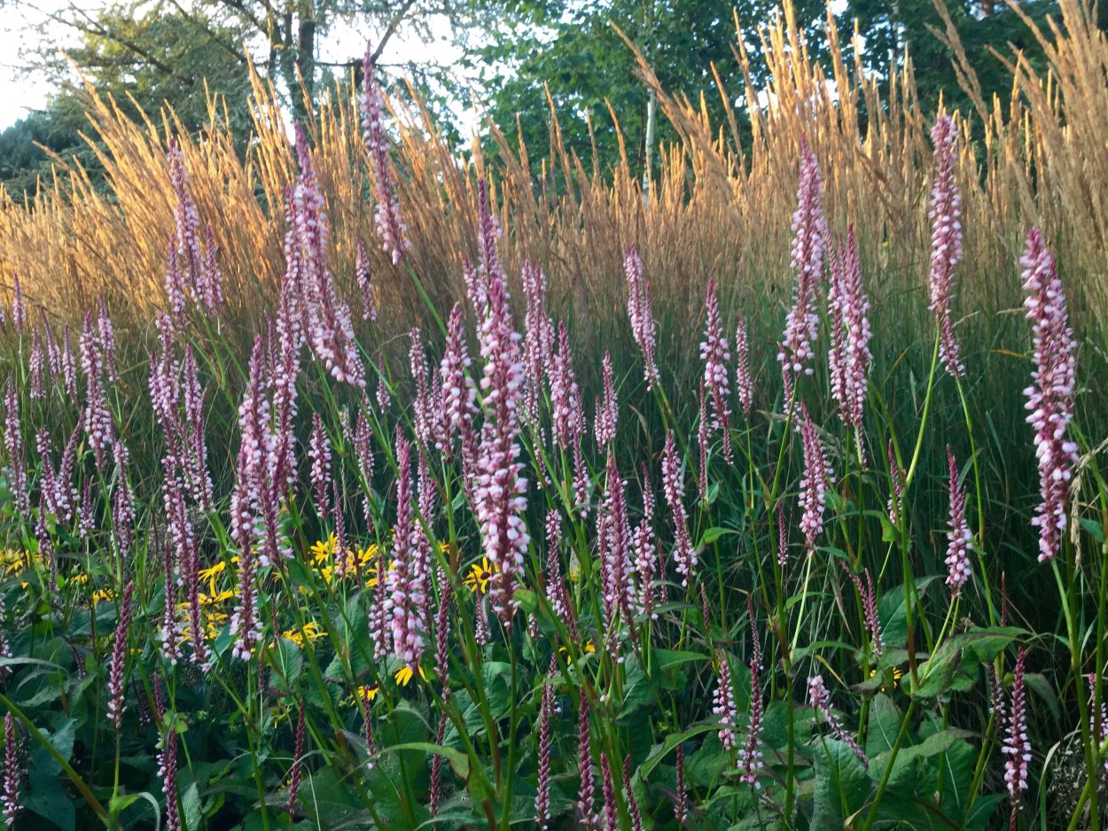 Горец стеблеобъемлющий rosea