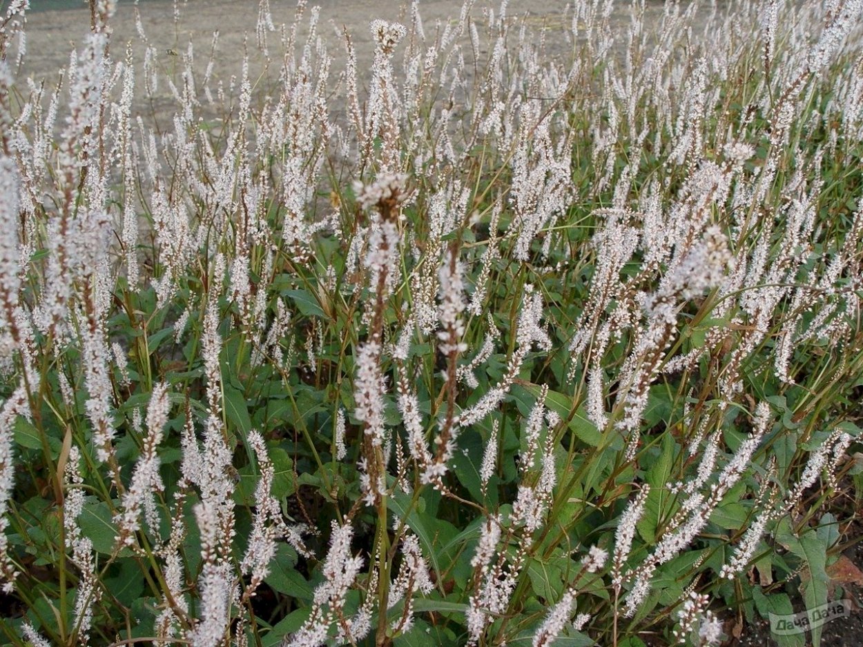 Горец стеблеобъемлющий Альба