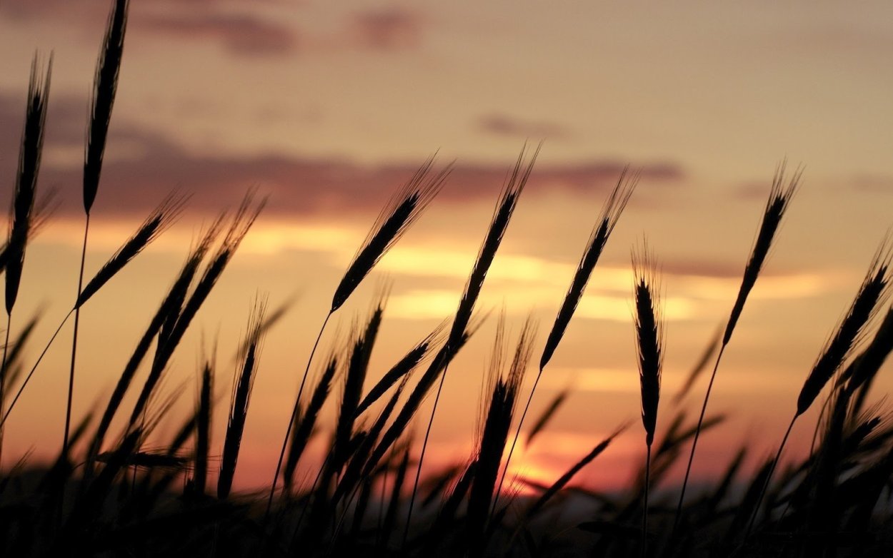 Поле колосья закат