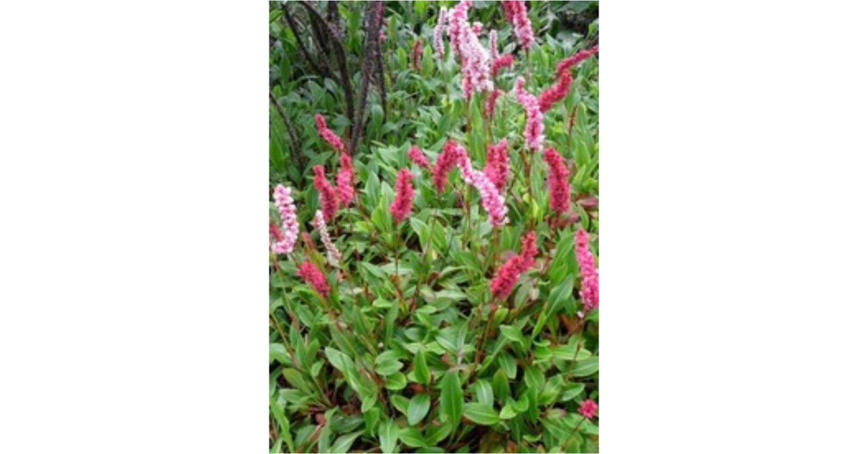 Горец родственный