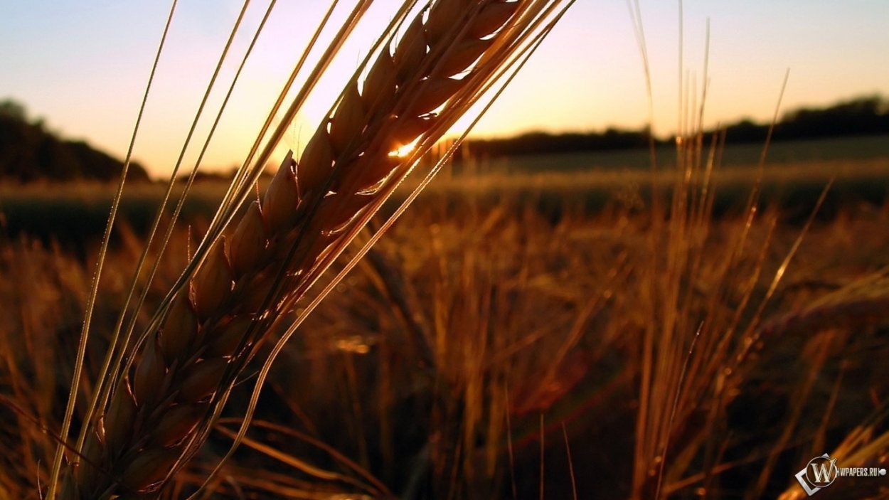 Колосок пшеницы