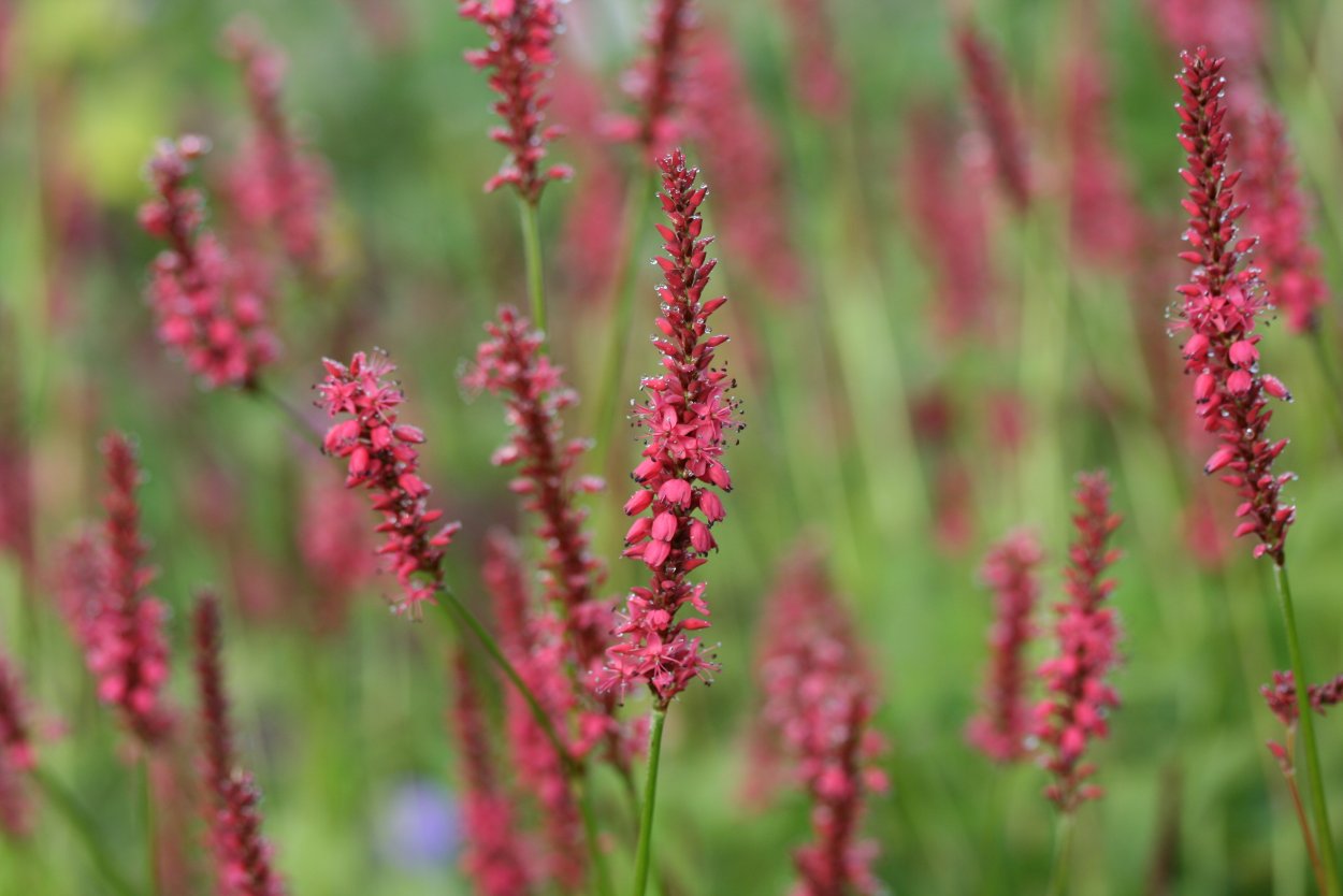 Горец стеблеобъемлющий (Persicaria amplexicaulis)