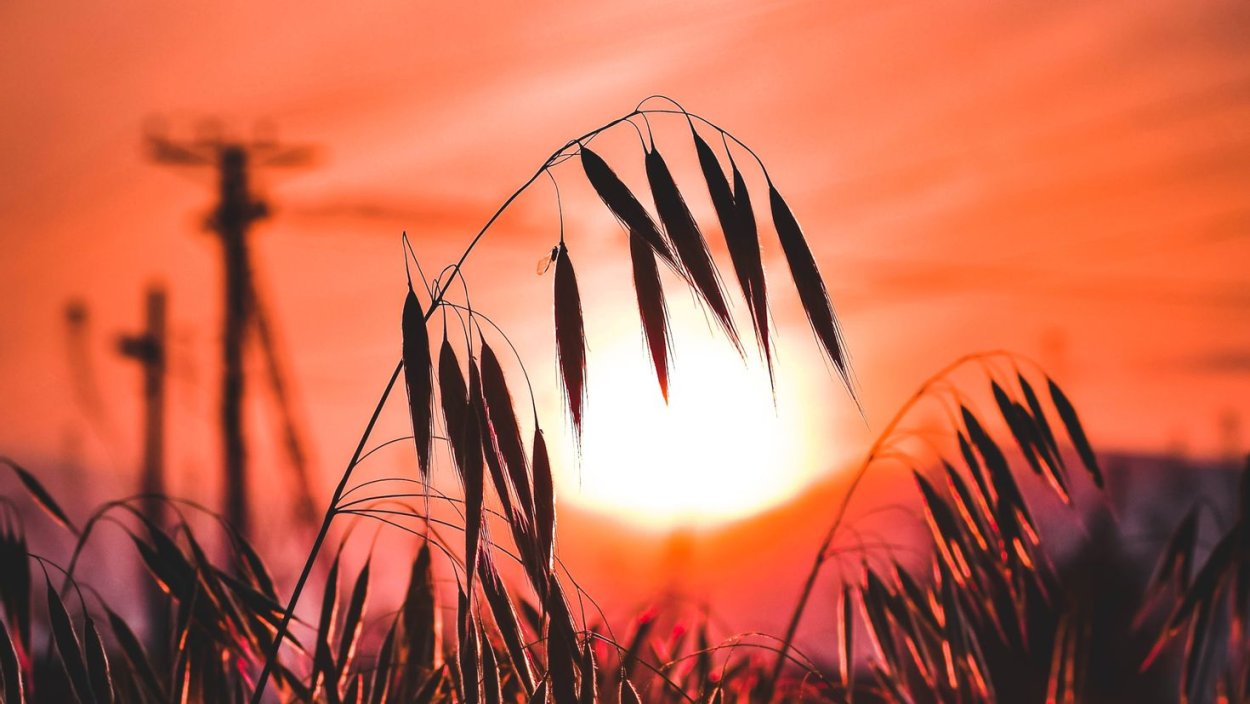 Красный закат колосья