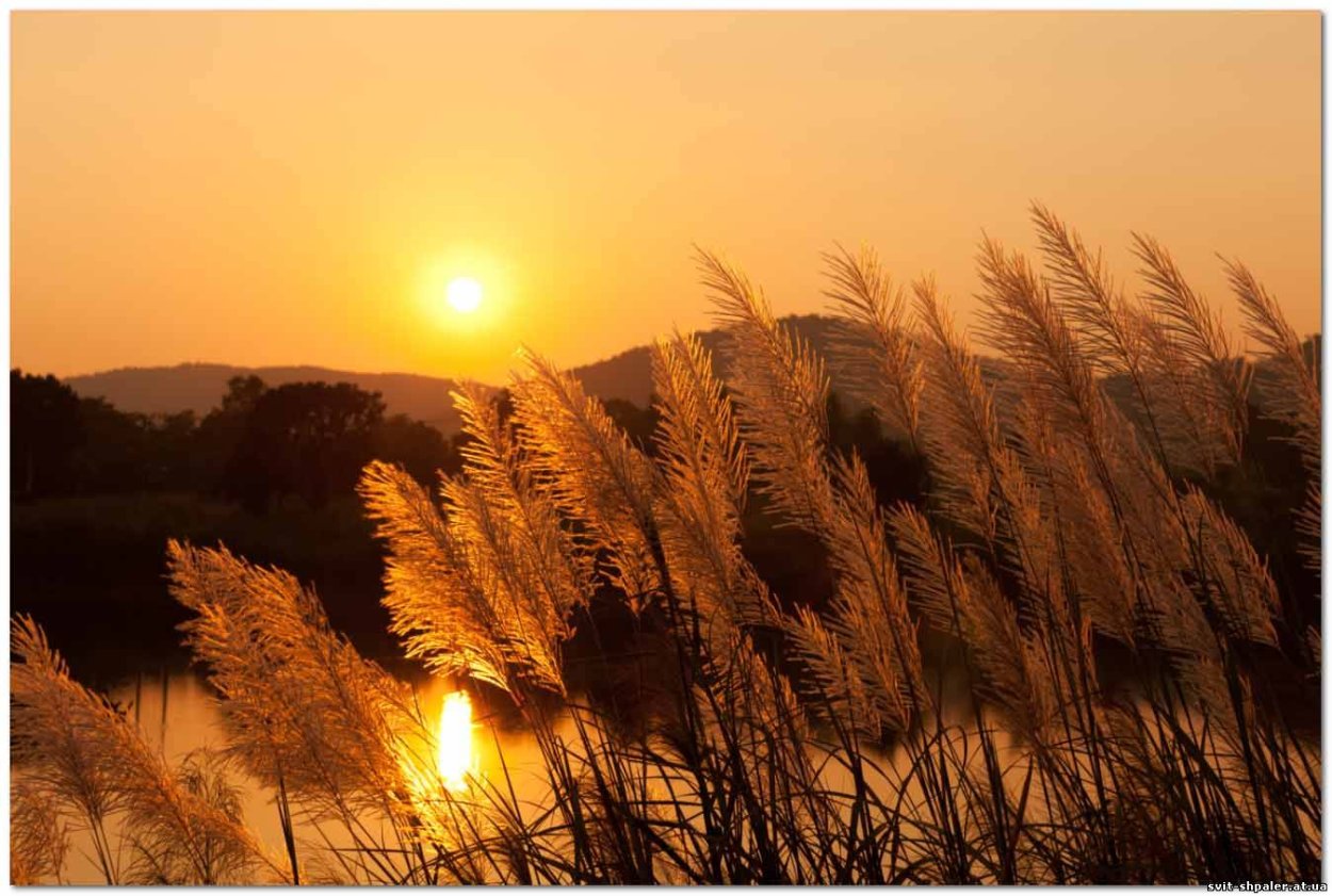 Колосья на закате