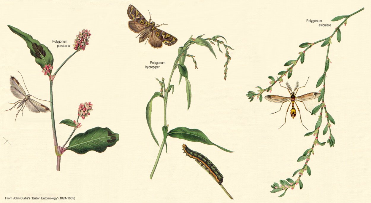 Горец перечный Фармакогнозия