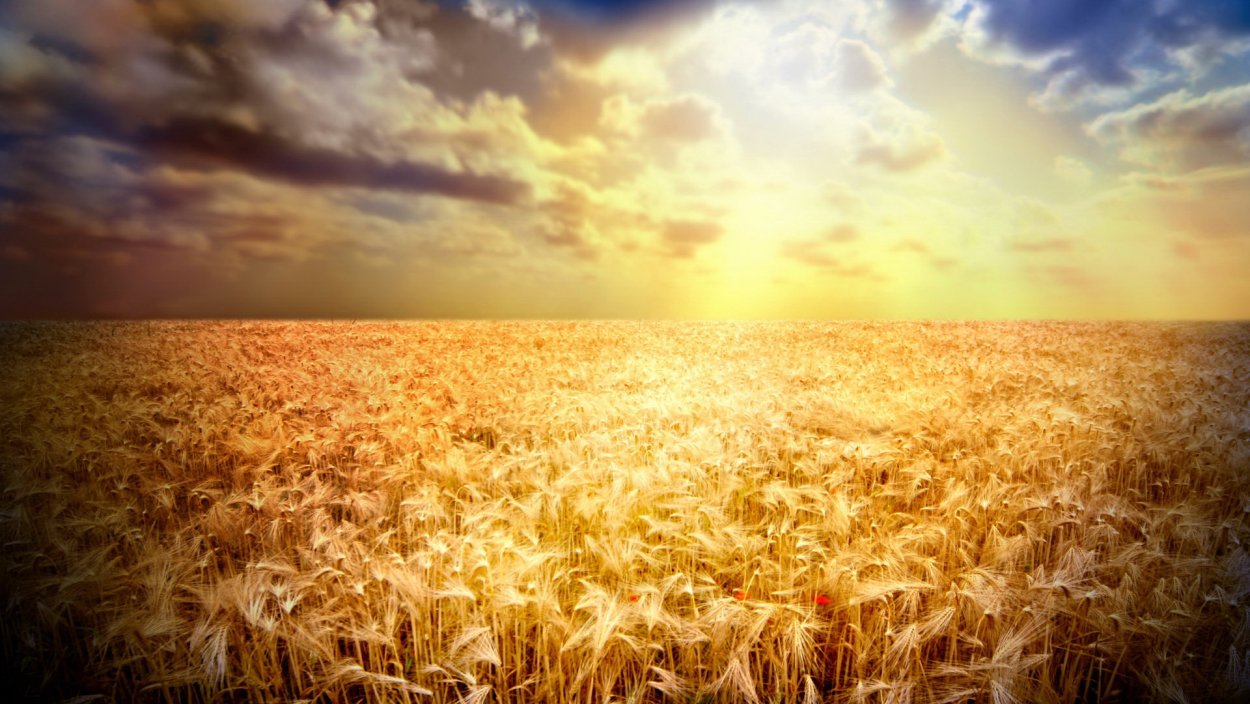 Рожь на закате