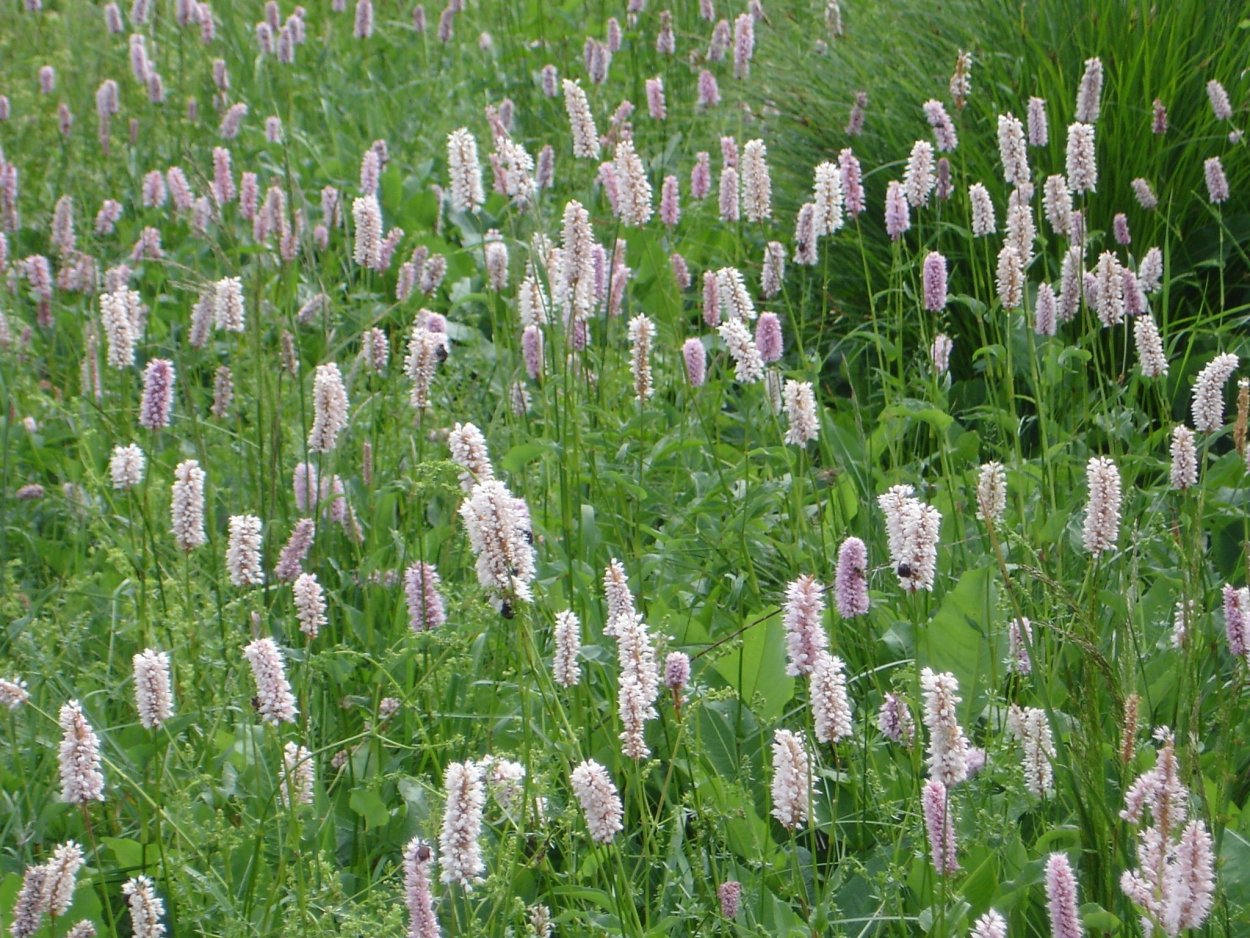 Persicaria bistorta