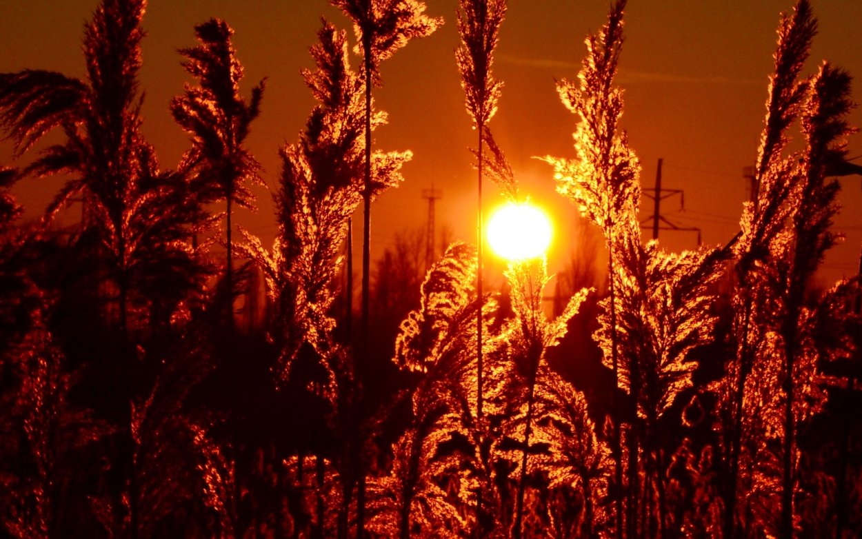 Колоски на фоне заката