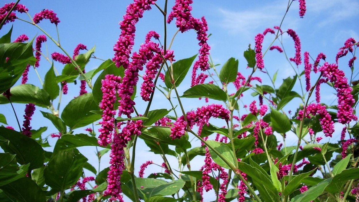 Горец почечуйный