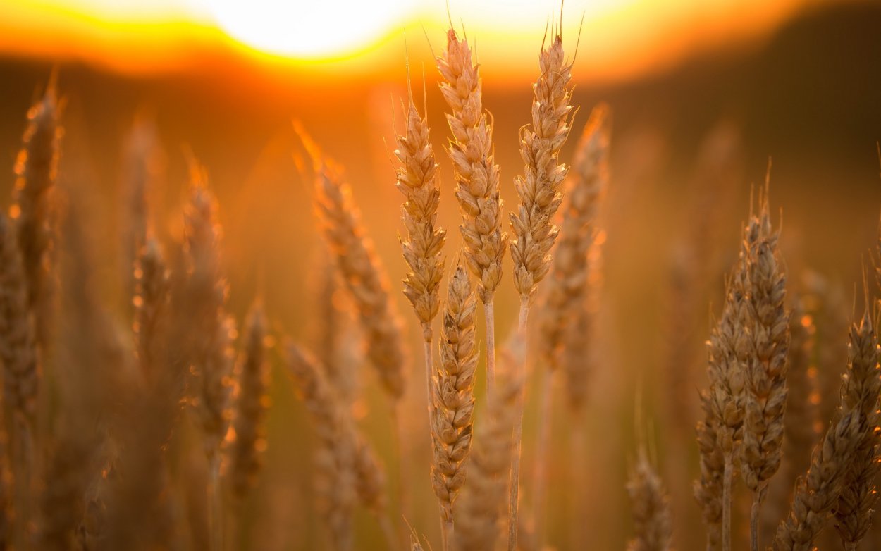 Красивые колосья пшеницы