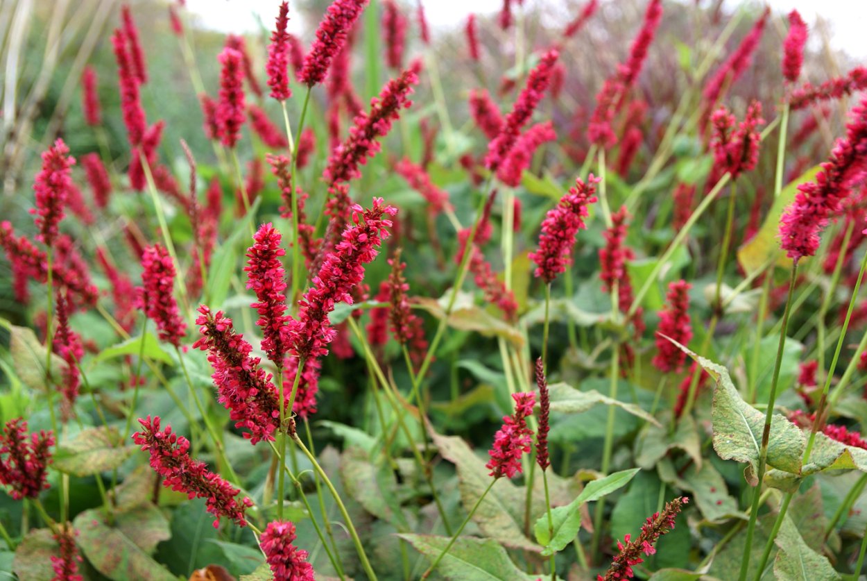 Горец стеблеобъемлющий "Persicaria"