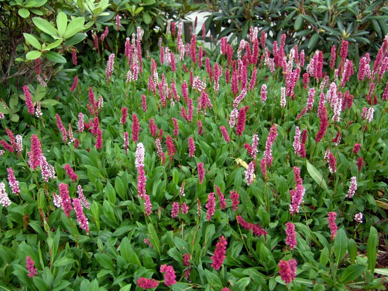 Горец родственный Darjeeling Red