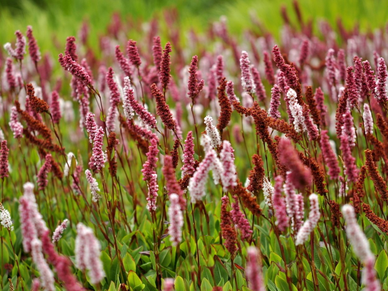 Горец родственный Darjeeling Red