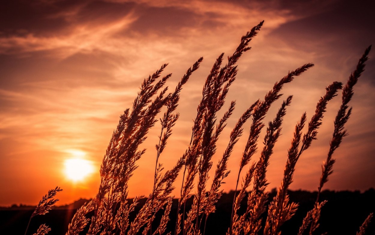 Поле колосья закат