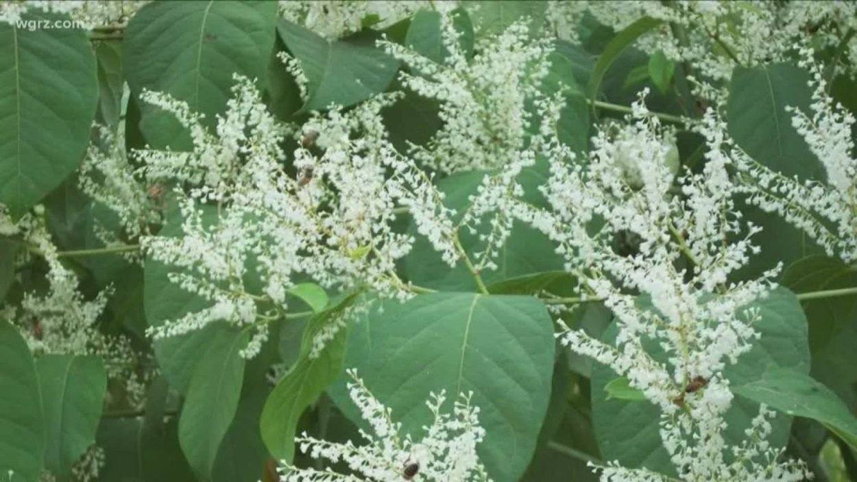 Горец многоцветковый (Фаллопия)