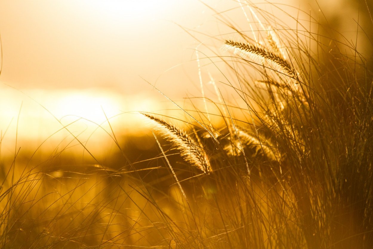 Колосья на рассвете