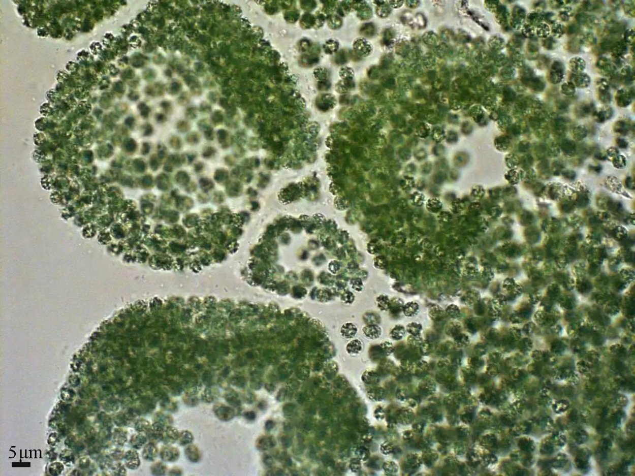 Microcystis pulverea
