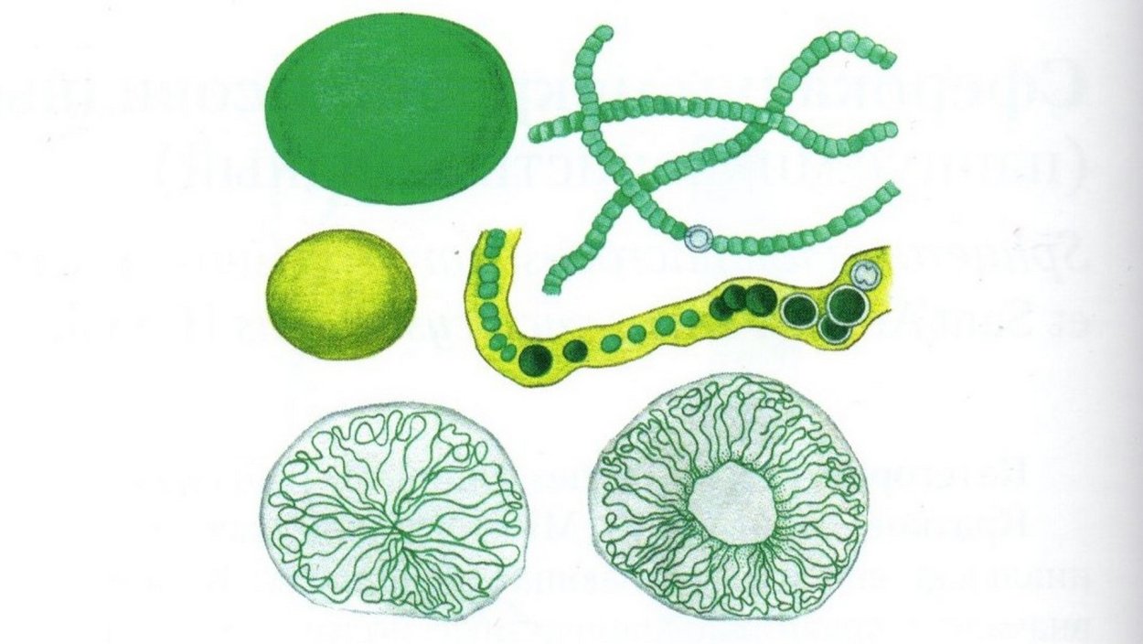 Носток водоросль