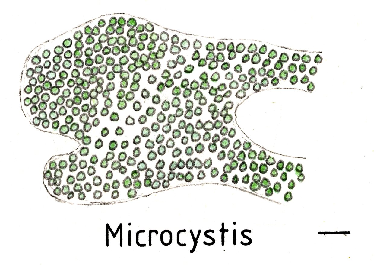 Микроцистис (Microcystis)