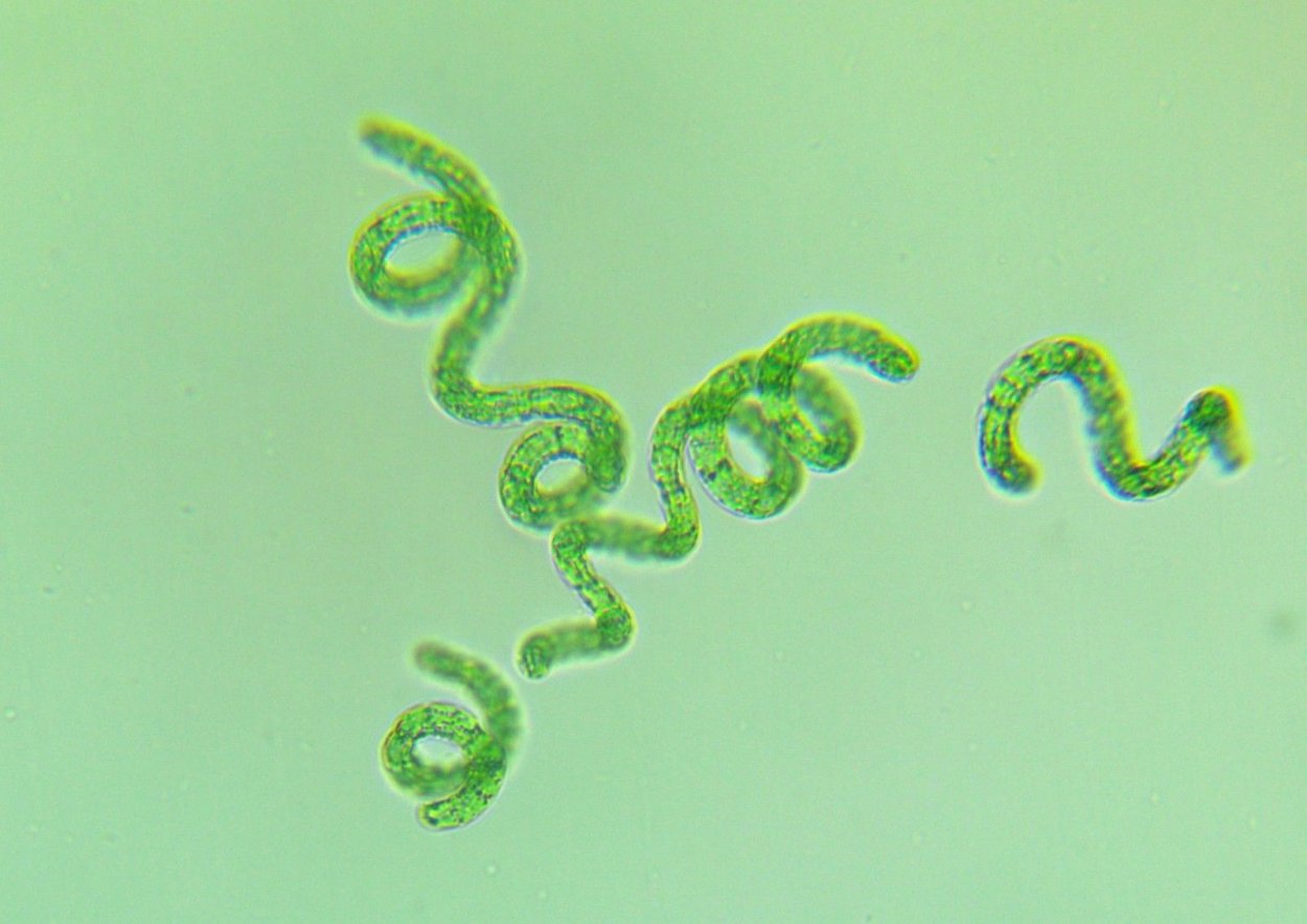 Arthrospira platensis