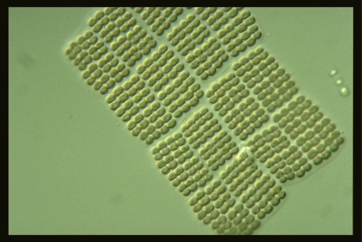 Мерисмопедия водоросль