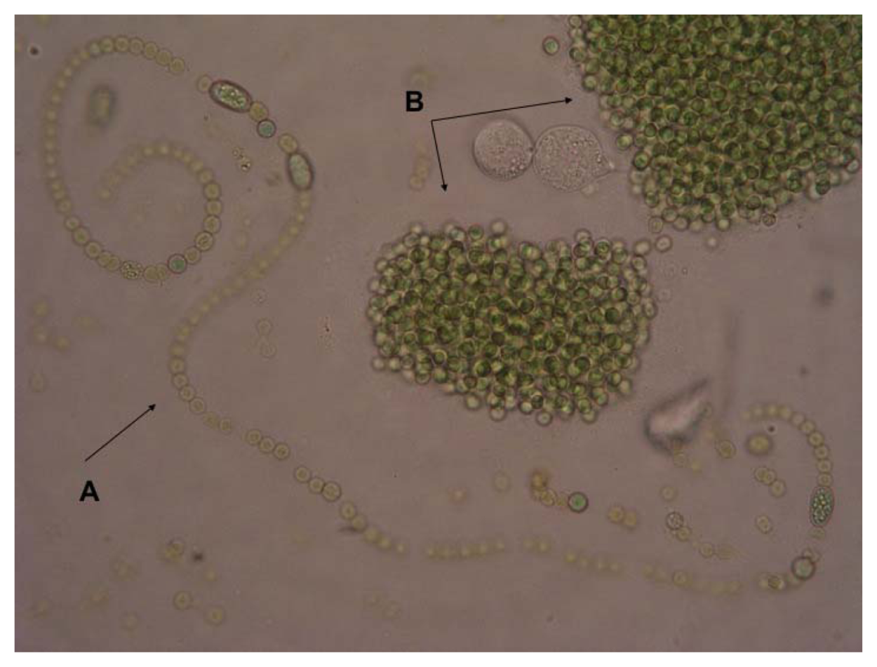 Microcystis aeruginosa микроскоп