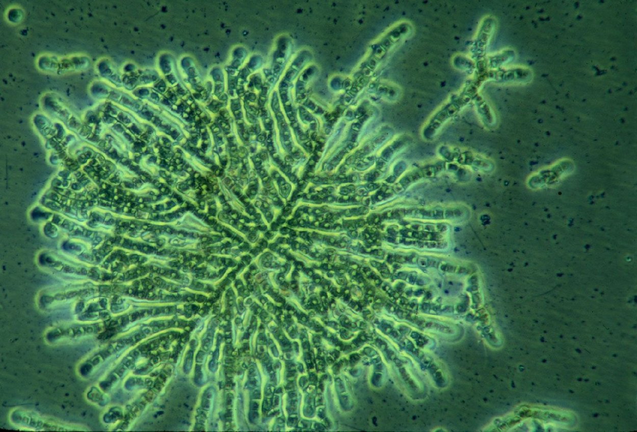 Coleochaete pulvinata