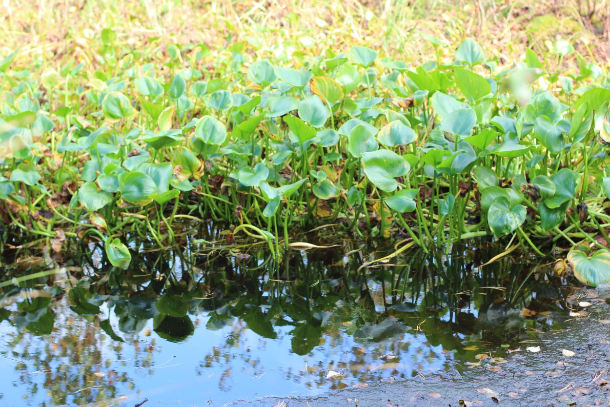 Белокрыльник болотный ручей