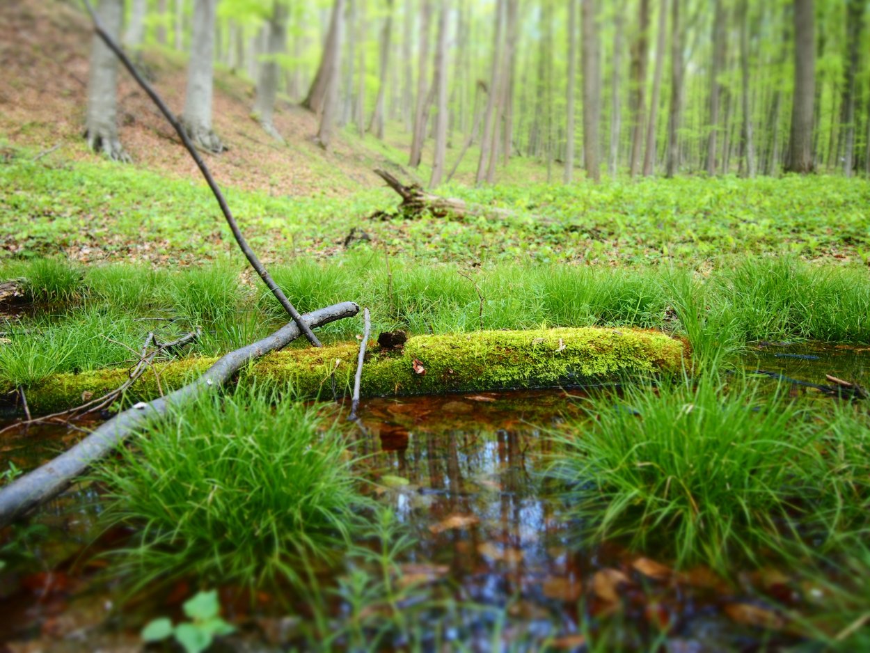 Болото Веретинский мох