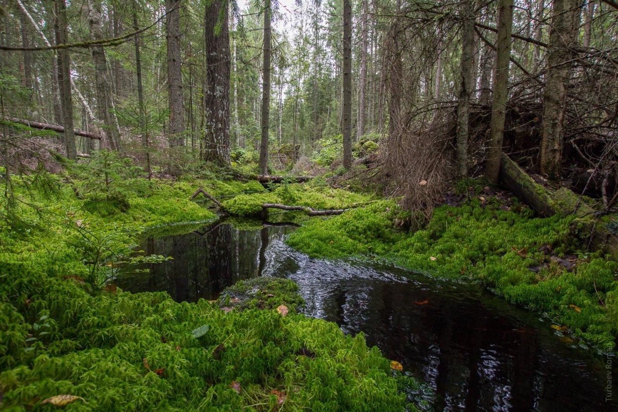 Болотистая местность в лесу