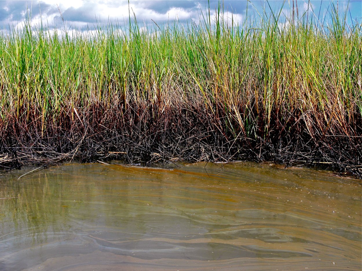 Трава болото