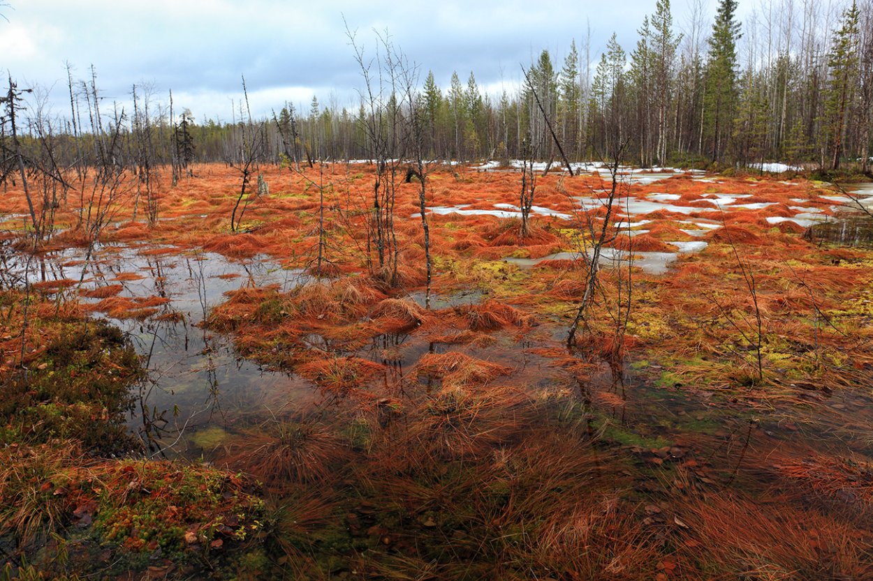 Сфагновые верховые болота