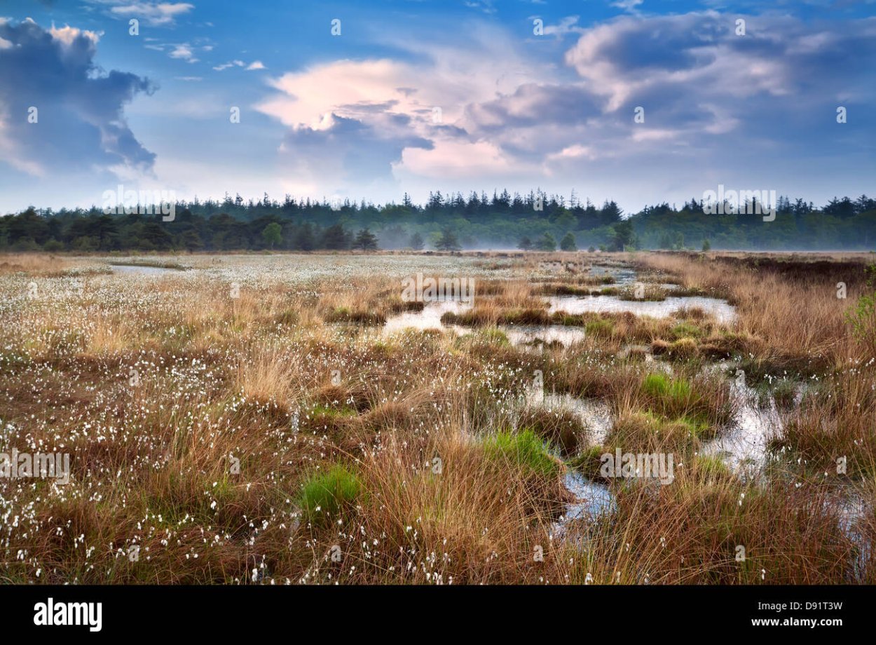 Осоковое болото